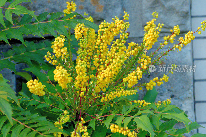 红花/小檗/俄勒冈葡萄-冬青的花和果